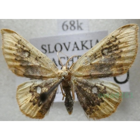 Cyclophora albiocellaria (Hübner, 1789) Świerzbik białooczek Slovakia68k